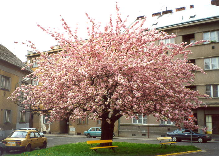 Kvetouc� sakura na Tylov� n�m.