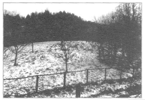 tvrz v Levínské Olešnici – pohled